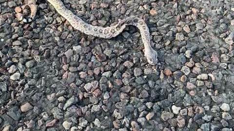 Young rattlesnake