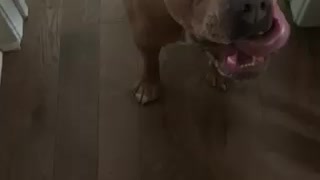 Dog howling to kazoo