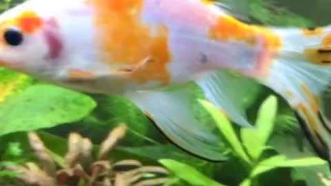 Stacy the Koi Goldfish!