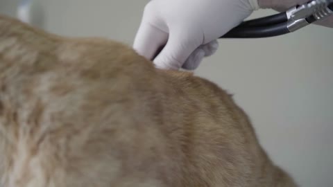 Close up of gloved hands of veterinarian doctor listening to the ginger cat's