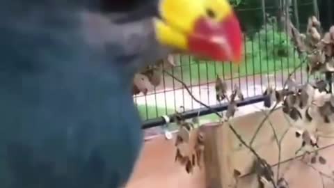 A group of royal flycatcher in the hands of its owner