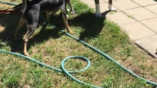 Foster puppy meet and greet!