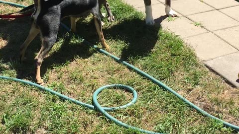 Foster puppy meet and greet!