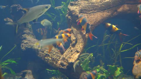 Underwater Shot Of Tropical Fish Swimming Around In Water