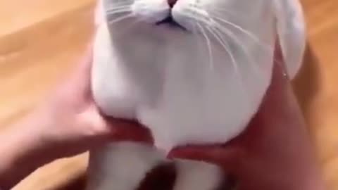 The latest funny cat videos make you excited