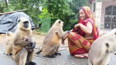 Town woman becomes friendly with Black Monkeys,