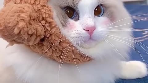 Very adorable cat