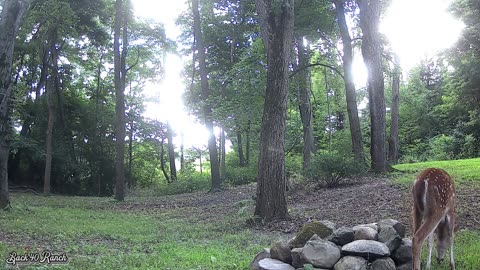 Two fawns and a doe just passing through