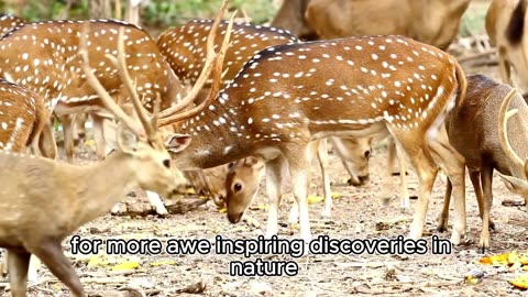 Breathtaking Encounters: The Majestic World of Deer" worldofdeer,