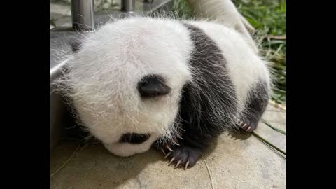 Little Baby Panda Snuggling with Jia Jia (Singapore)