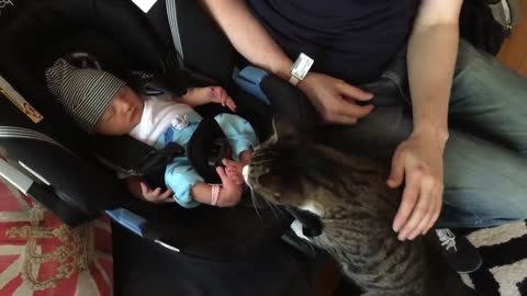 Cats Meeting new born Babies
