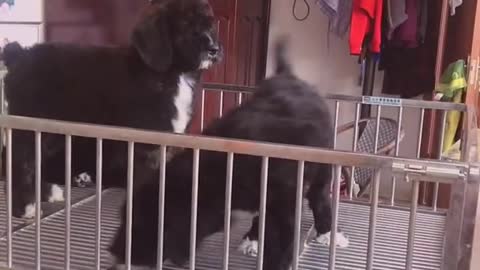 Gigantic Fluffy Poodle Dogs Love Being Carried Everywhere 😍Funny Cat And Dog Videos🐩