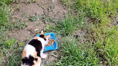 I fed a hungry mother cat. Then Mother nursed the kittens.