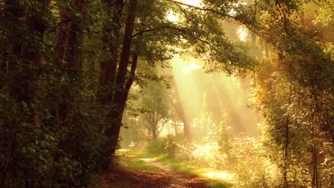 Sun rays and Beautiful run path nature of beauty