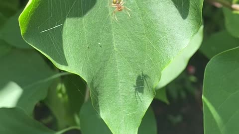 big leaf grass