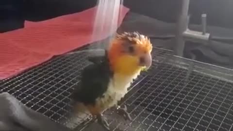 Funny Bird Taking Shower cute