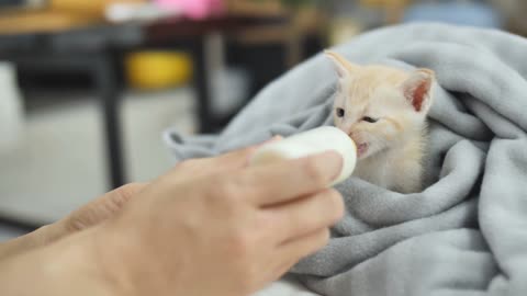 A kitten Drinking Milk