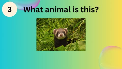 Guess the animal quiz 1