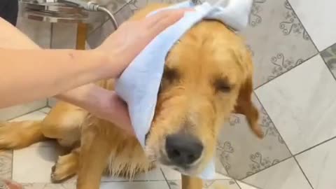 Bathing a pet dog video