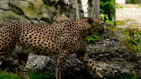 cheetah predator big-cat wildcat