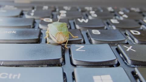 Insect Green Bug Tech Key Keyboard