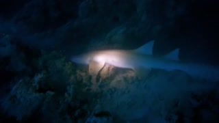 Bubble Rings vs Shark in a Cave