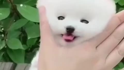 Puppy video