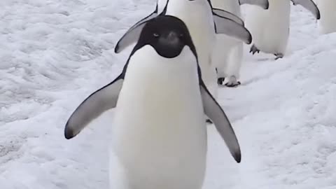 A bunch of silly penguins