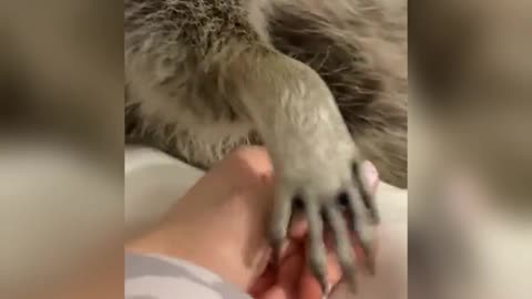 raccoon is scared