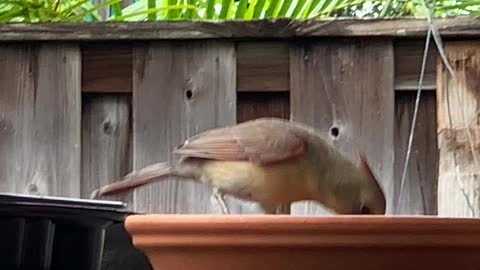 # Back Yard Birds Hawai’i Pretty Northern Cardinal Female