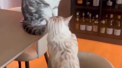 Cat fight #cat #cutecat #pet #petvideos