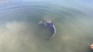 catfish eating catfish