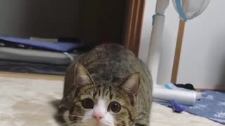 this is what cats do when they see mice