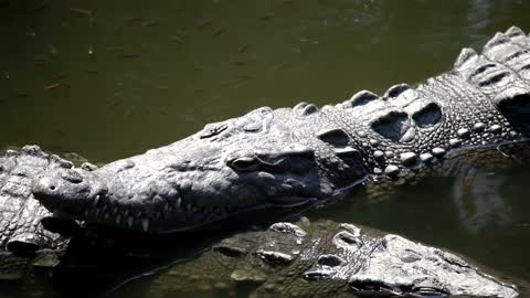 Crocodile resting in the swamp