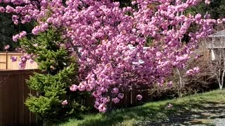 Flowering cherry