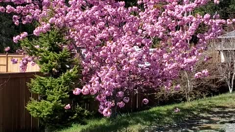 Flowering cherry