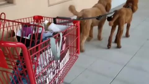 Two dogs pulling grocery cart