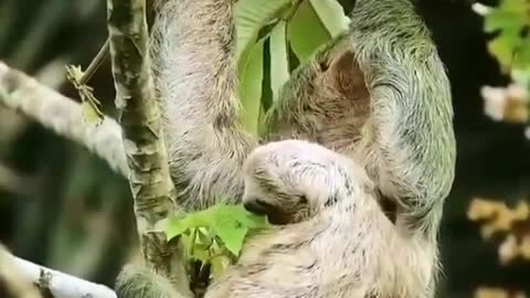 Newborn sloth is spotted together with his mother feeding