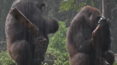 Monkey inside rain