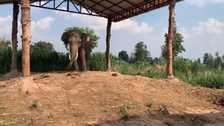 #เดินไม่ดีมีหัวเเตก ทำไม.... .ใครทำ... big ivory elephant