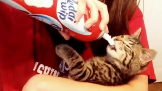 Hermoso gatito adora comer crema batida