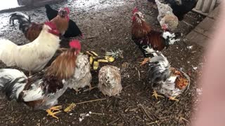 Swedish Flower Hen chickens trying pineapple for first time