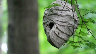 Just a little Paper Wasp nest