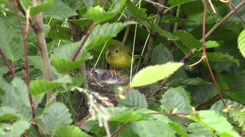Yellow Warbler Bird - Brought food for her children...!!!