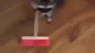 raccoon helps with housework