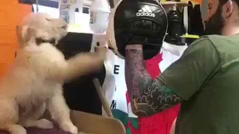 Puppy on his way to becoming boxing champ