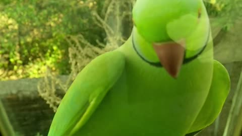 green parrot knock on door