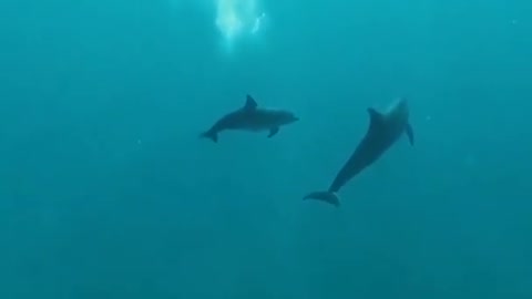 i love dolphin!!!! watch this dolphin jumping in slow motion