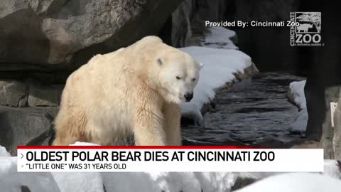 Cincinnati Zoo's 'Little One,' oldest male polar bear in American zoos, euthanized