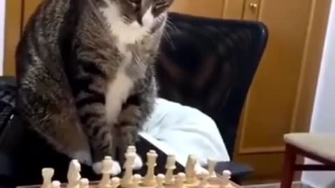 Cats And Chess: Unexplored Territory ✅♟ #shorts